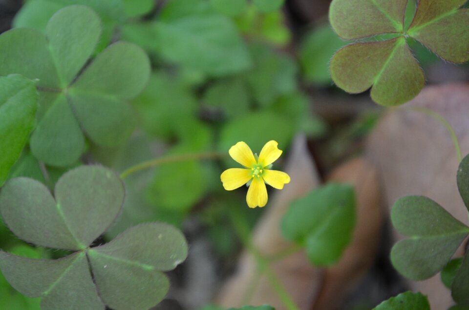 Yellow wild flowers green leaf