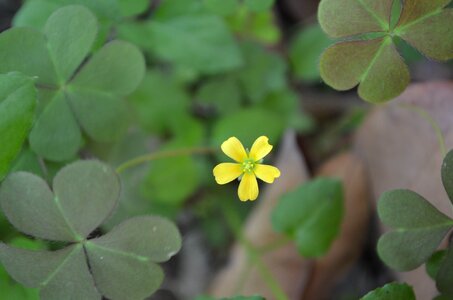 Yellow wild flowers green leaf