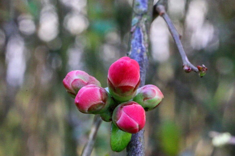 Button spring flowering