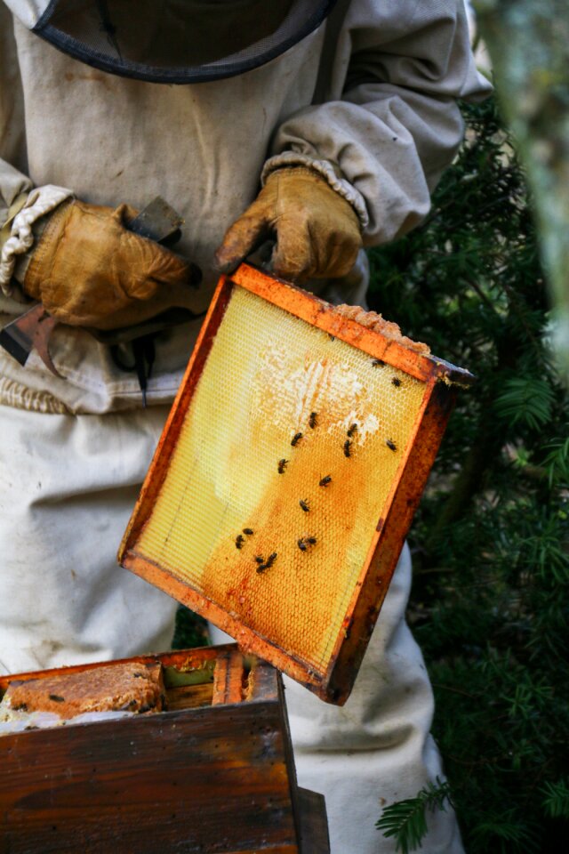 Bees nature insect