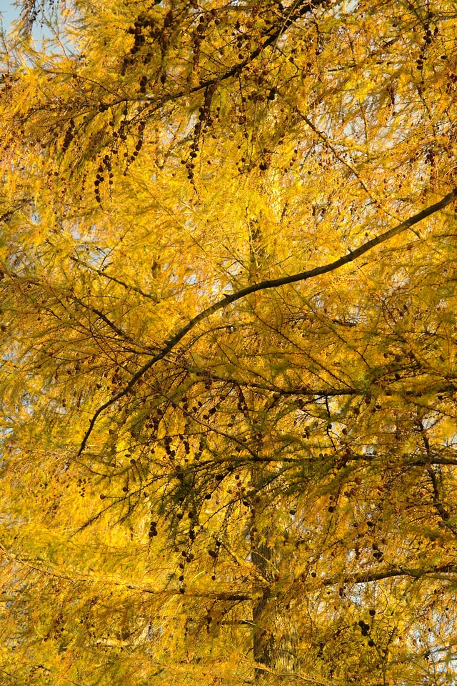 Larix decidua fall color yellow