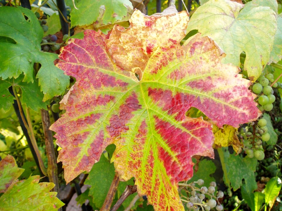 Vine autumn fall color