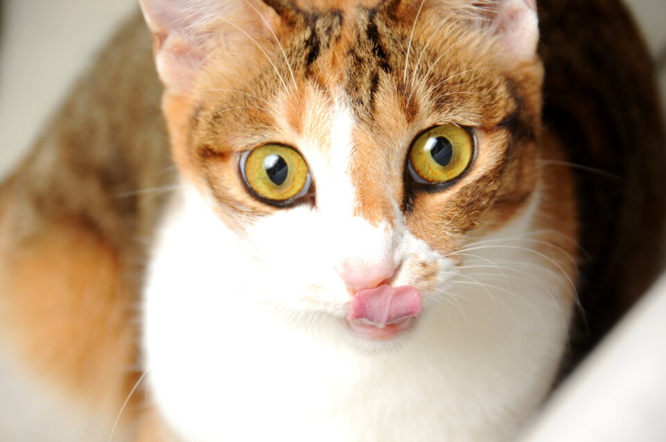Cat pet Free photos