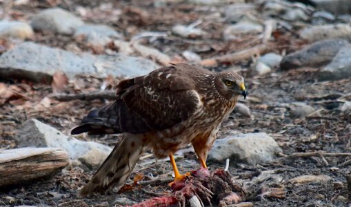 Raptor nature animal