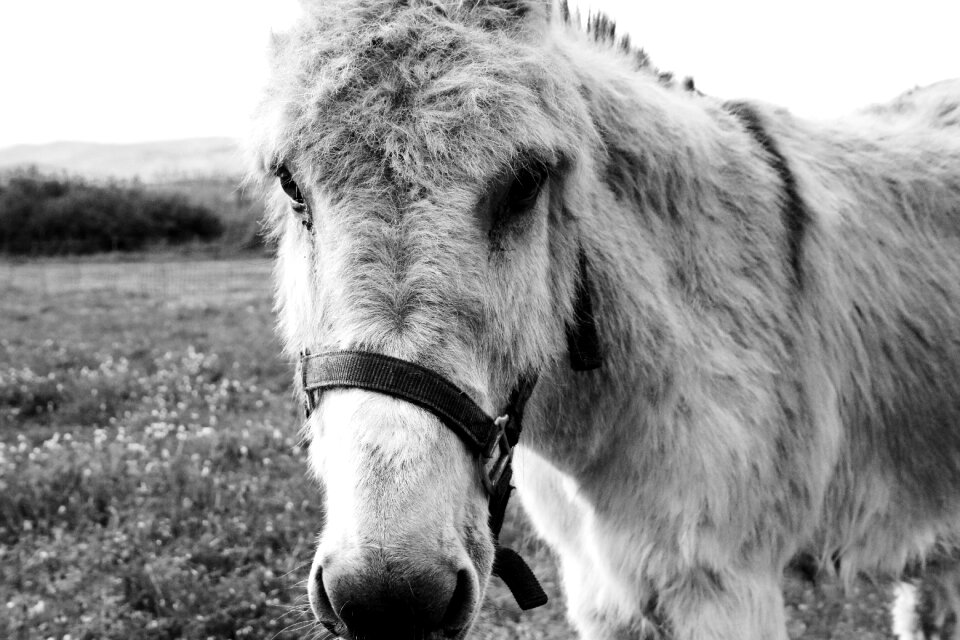 Portrait head nature