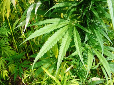 Hemp hemp leaf cannabis photo