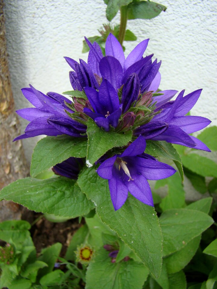 Bellflower flower violet