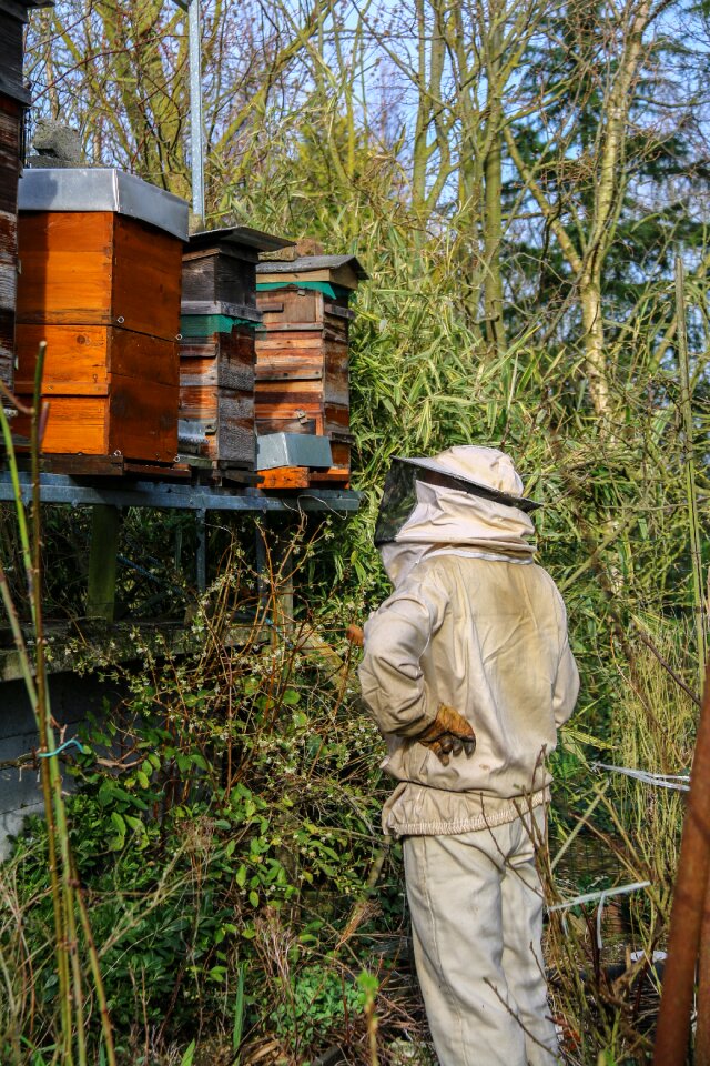Bees nature beekeeping