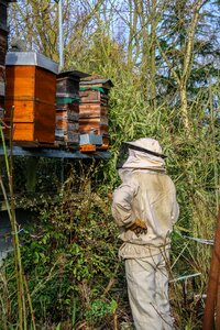 Bees nature beekeeping