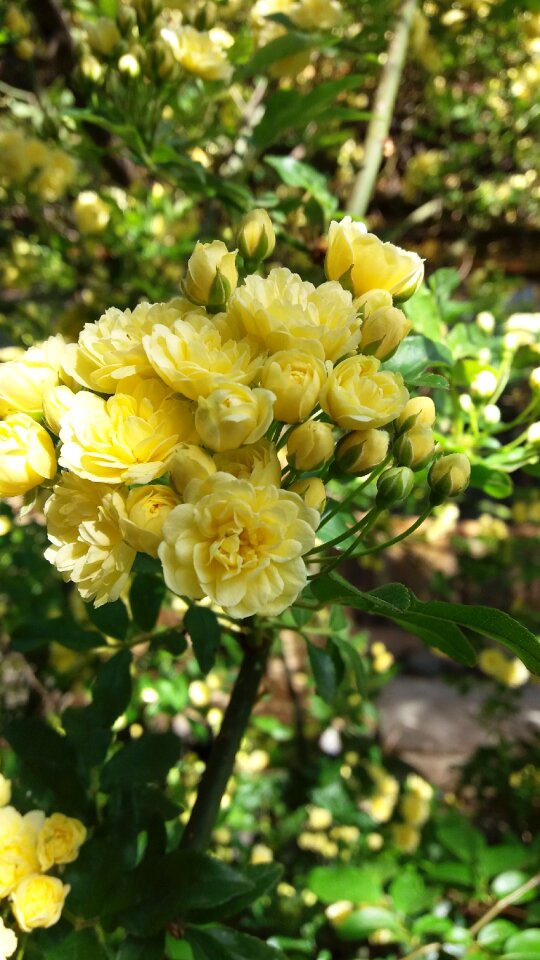 Rose the wild four seasons