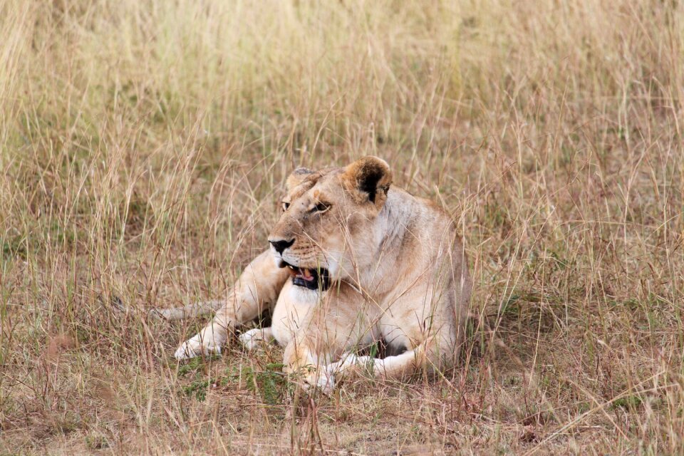 Lion wildlife kenya