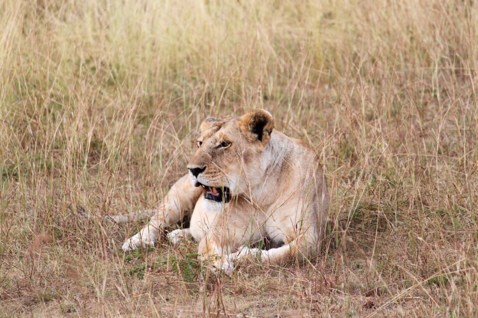 Lion wildlife kenya photo