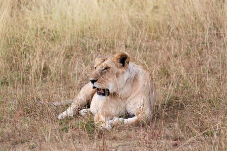 Lion wildlife kenya photo
