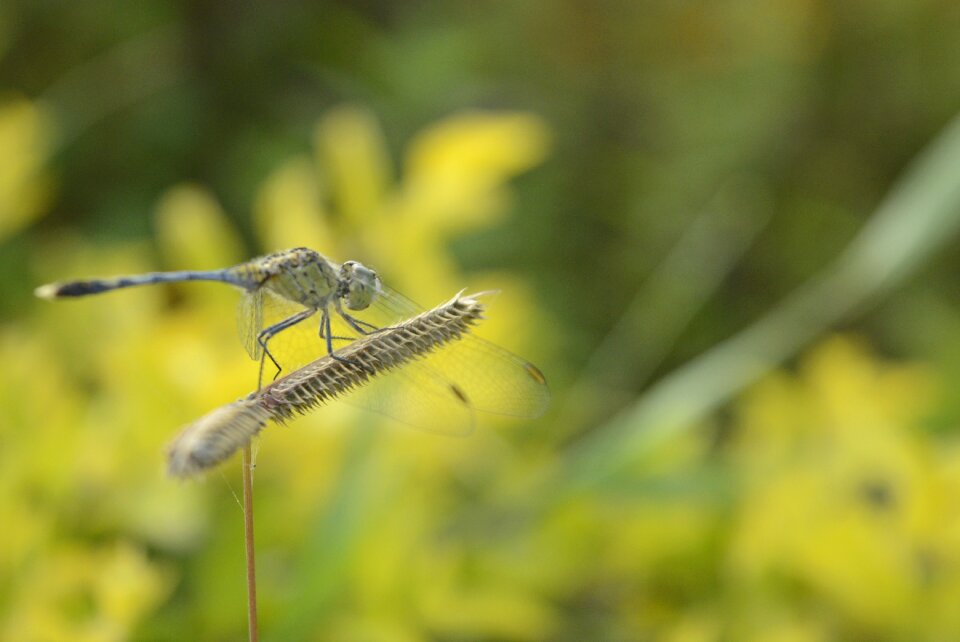 Krishnendu pramanick macro macro photography
