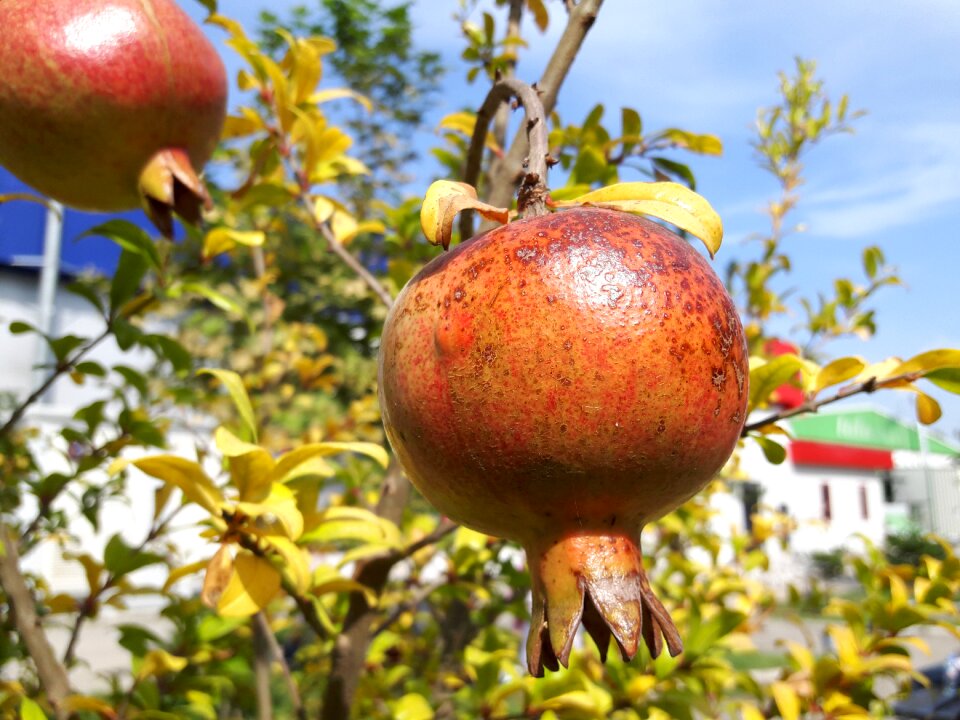 Pomegranate pomegranate blossom fruit