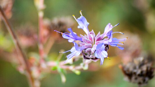 Flower blossom botany