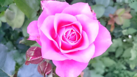 Rose blooms petals pink roses photo