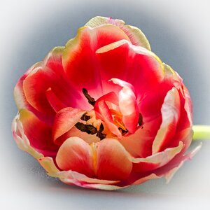 Bloom flower tulipa photo