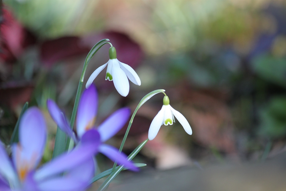 Flower white bloom