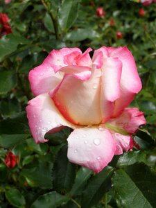 Rose bloom nature blossom photo