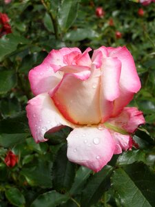 Rose bloom nature blossom