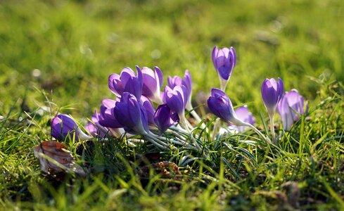 Spring flower early bloomer violet photo