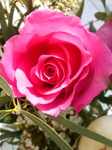 Rose bloom pink flowers
