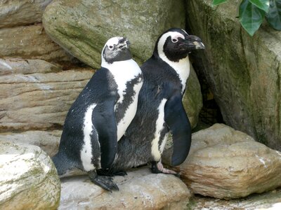 Wildlife wild cute