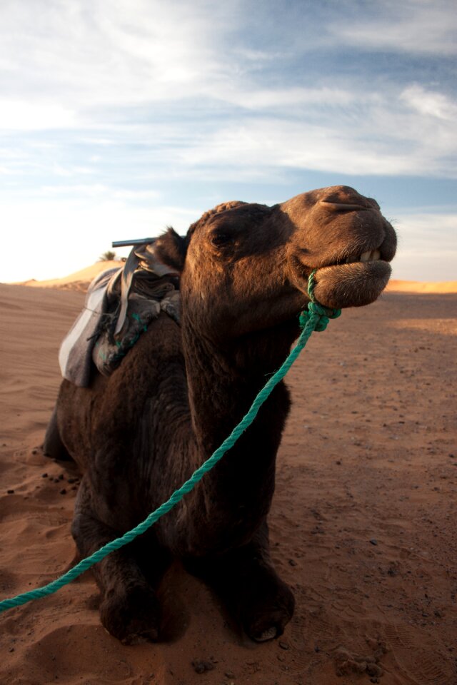 Morocco sand nomad