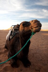 Morocco sand nomad photo