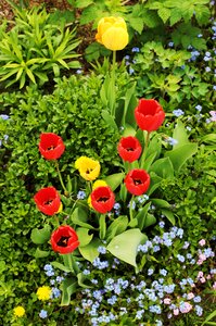 Flowers red tulips bouquet photo