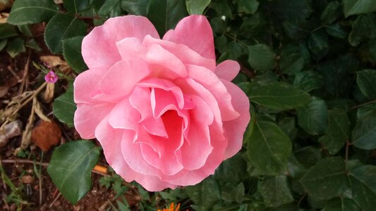 Chinese rose outdoor solid
