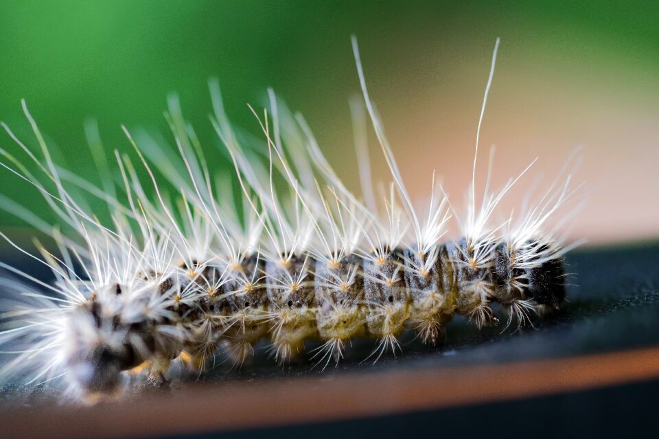 Nature close up insect