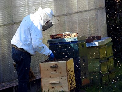 Bee keeping honey bees insect photo