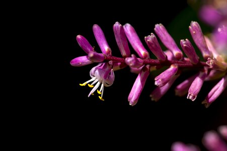 Blossom botanical delicate