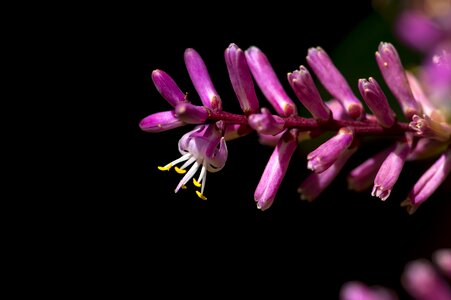 Blossom botanical delicate photo