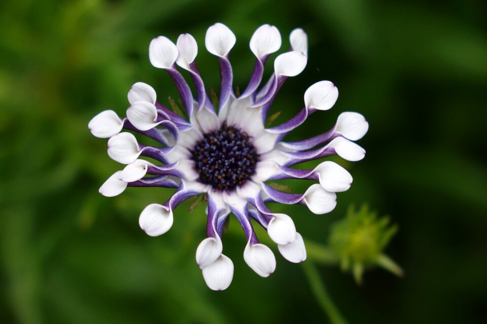 Botany flowers Free photos