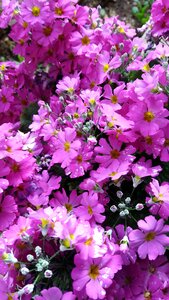 Primrose plant flower