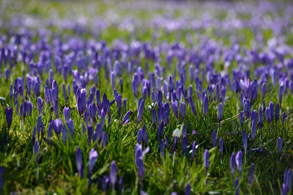 Blossom bloom husum