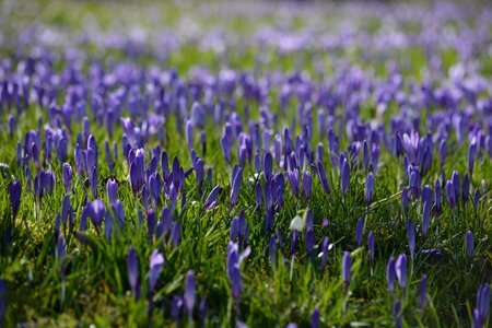 Blossom bloom husum