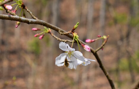 Tree buds blossom