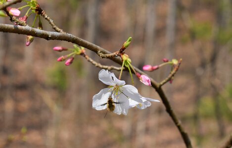 Tree buds blossom photo