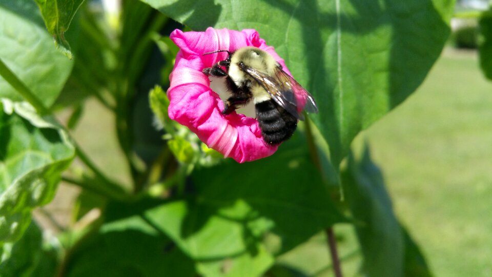 Spring plant insect photo