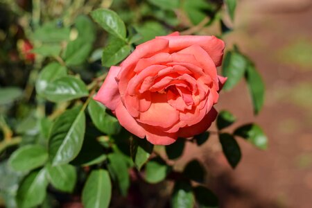 Red rose flower romantic