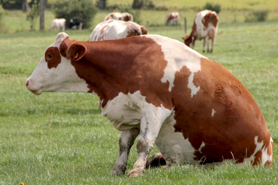 Animals pasture spring