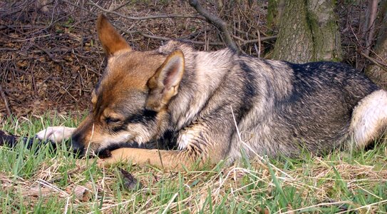 Czechoslovak wolf dog luna photo