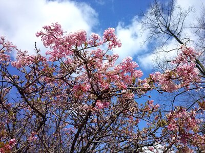 Cherry blossoms sky blue spring