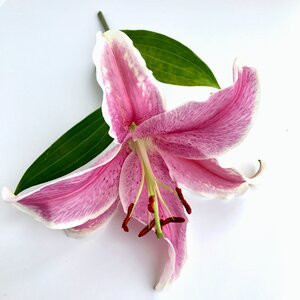Pink plant
