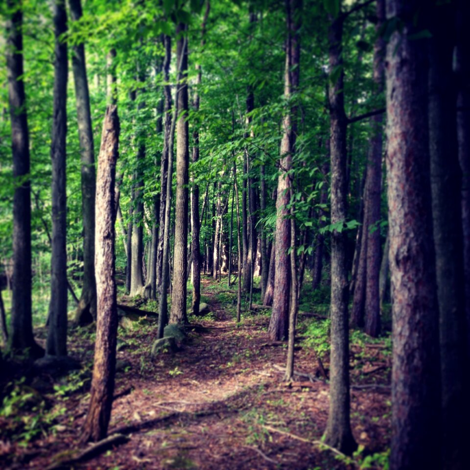Conservation woods path