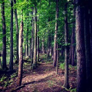 Conservation woods path